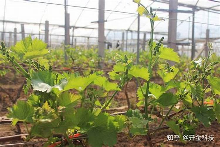 寿光出名的进口肥料名称