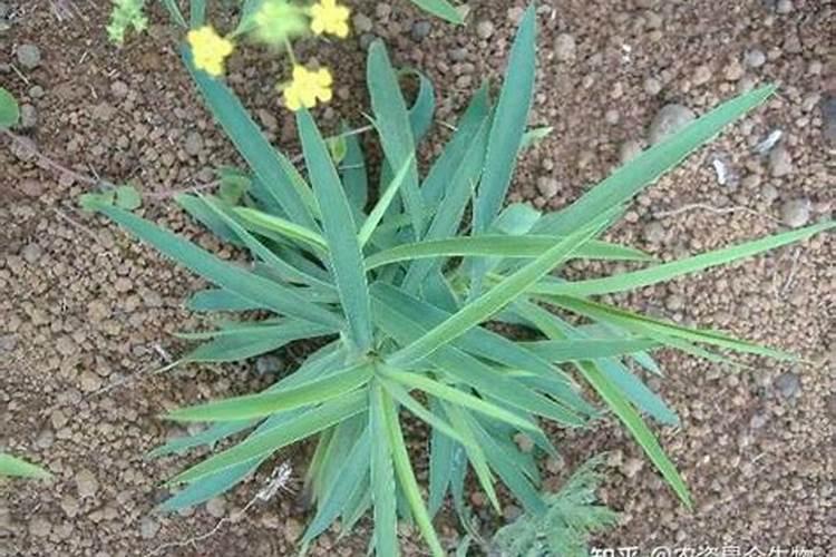 柴胡用什么化肥壮根