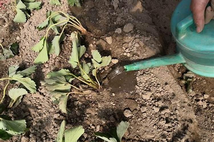 有机肥能养花吗