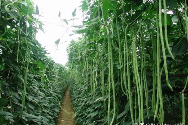 豆角开花结荚期施什么肥水好