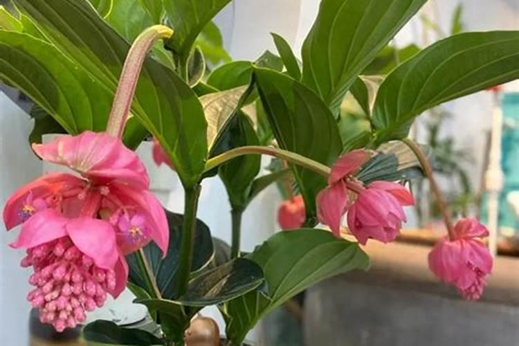 宝莲灯花怎么施肥 用什么肥料好