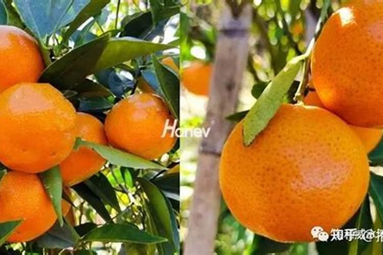 怎么养鱼缸青苔