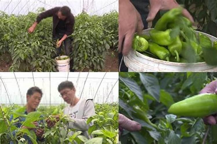辣椒结果少掉花多长势好怎么办？