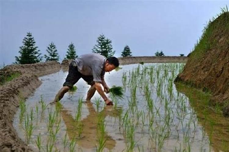 黄豆做花肥伤根吗 方法简单但效果奇好
