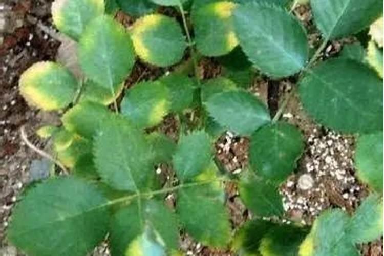 吃什么下奶最快最多最有效方子