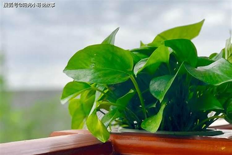 绿萝能施磷肥复合肥和尿素吗