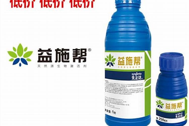 青梅可以盆栽吗