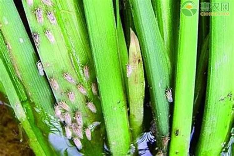 水稻杀虫剂杀菌剂能和叶面喷施吗