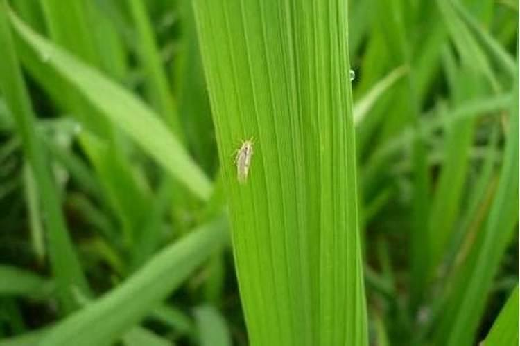 水稻里有飞蛾要打药吗？
