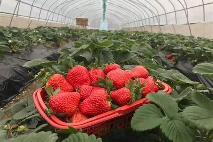 草莓用什么肥料果子又大又甜