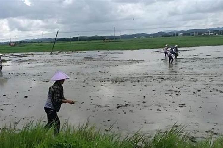 磷酸二氢钾和复合肥哪个好