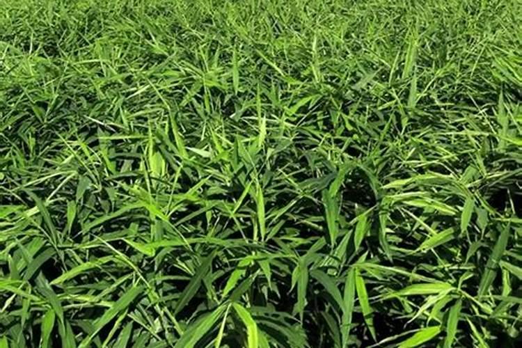 烟草花叶病要用什么药