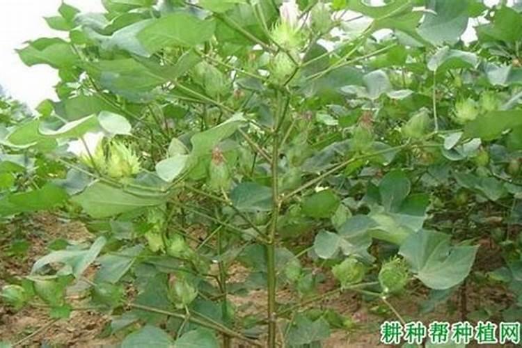 棉花什么时候喷施磷酸二氢钾好