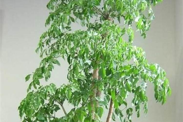 水培幸福树肥料给多了怎么办？