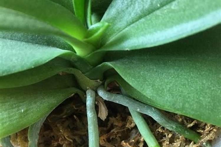 阿娜朵蝴蝶兰专用肥能给君子兰用吗？