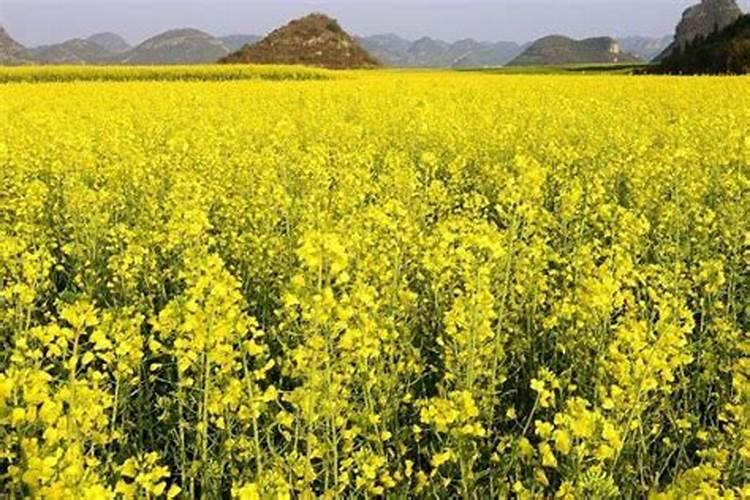 种油菜籽用什么肥料