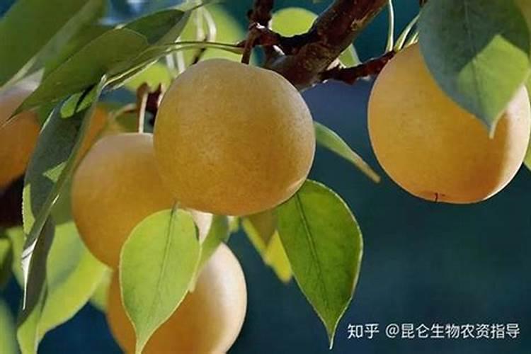 梨树从什么时候开始打叶面肥好