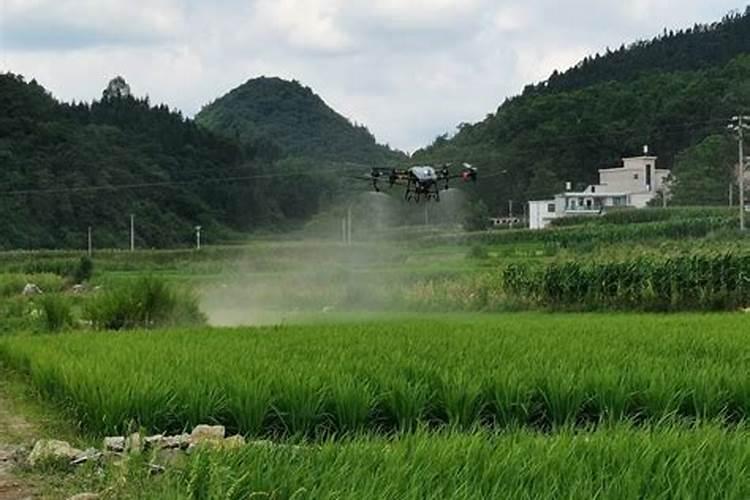 姜什么时侯追肥效果好