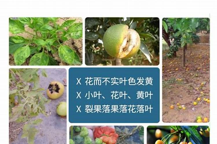 果树施硼肥怎么操作？果树施硼肥有什么用？