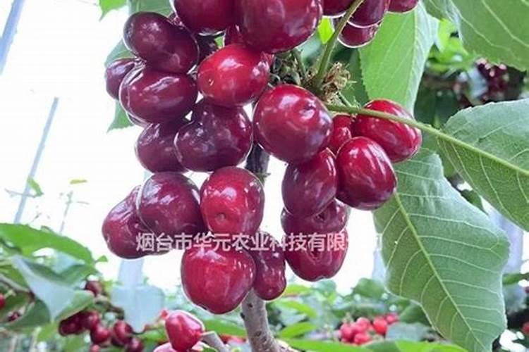 大棚樱桃树啥时候喂钙肥？
