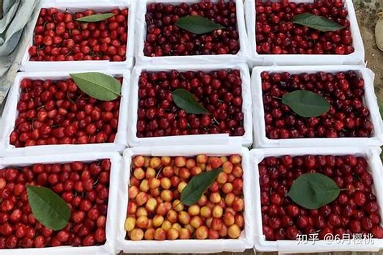 樱桃坐果的时候用什么肥料好？