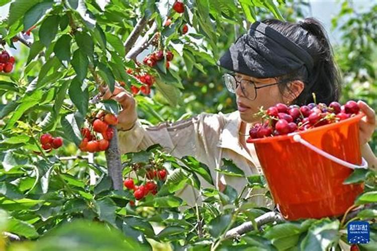 烟台市樱桃种植面多少？