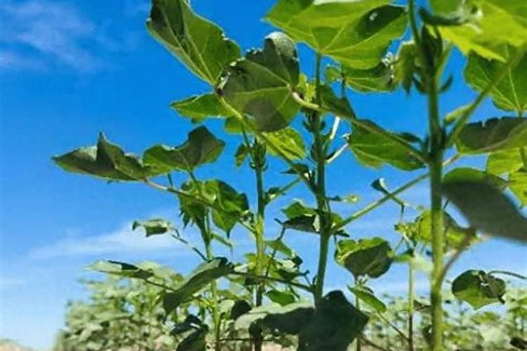 棉花施什么肥最好