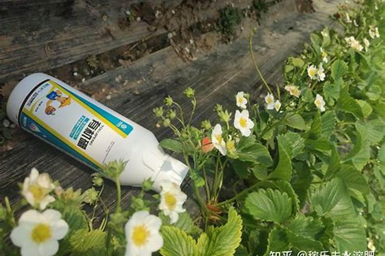 小青菜种植施肥方法和时间