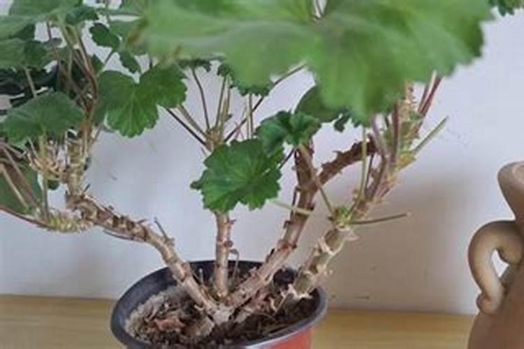 喜欢养天竺葵,学会几点施肥方法,苗壮开花多也不难,如何施肥好呢？