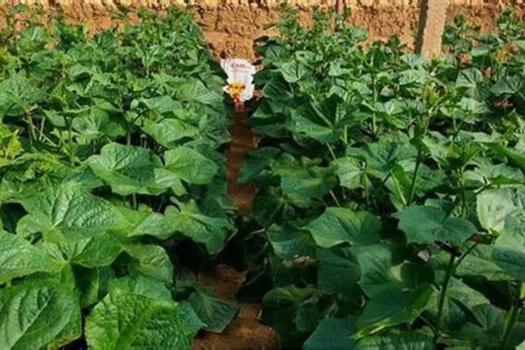 检验某固体是否为氨态氮肥？