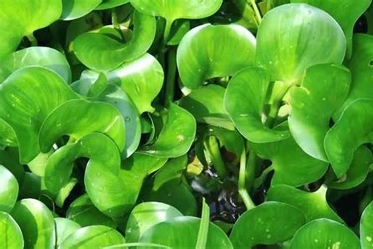 水葫芦可以做肥料吗