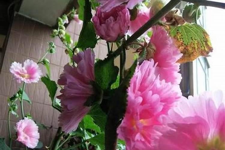 芙蓉花浇什么肥料合适