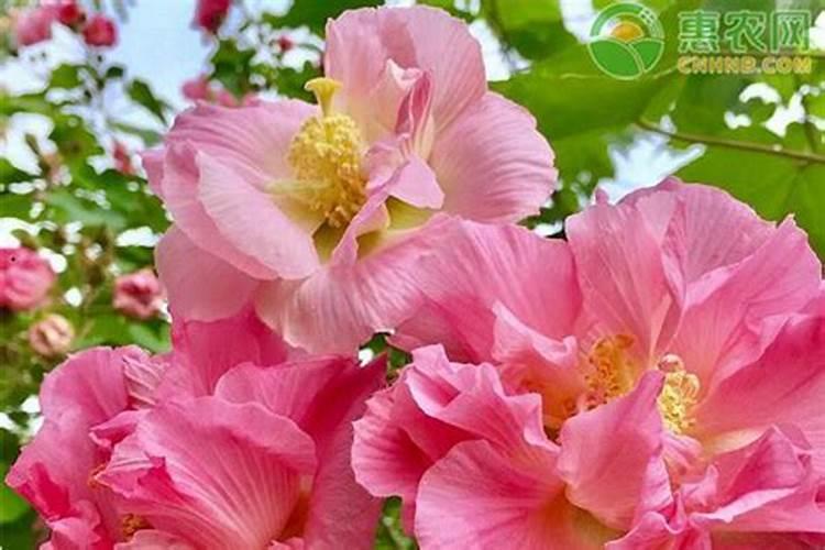 芙蓉花花期用什么肥 施肥有哪些注意事项