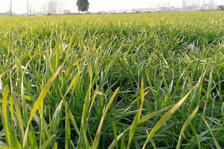 磷肥虽好,千万不要乱用,快来看磷肥过量的六大危害