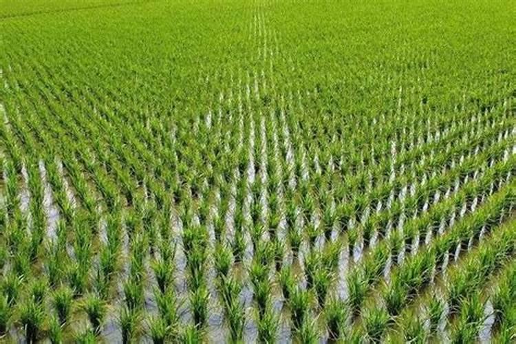 水稻种植技术与田间管理