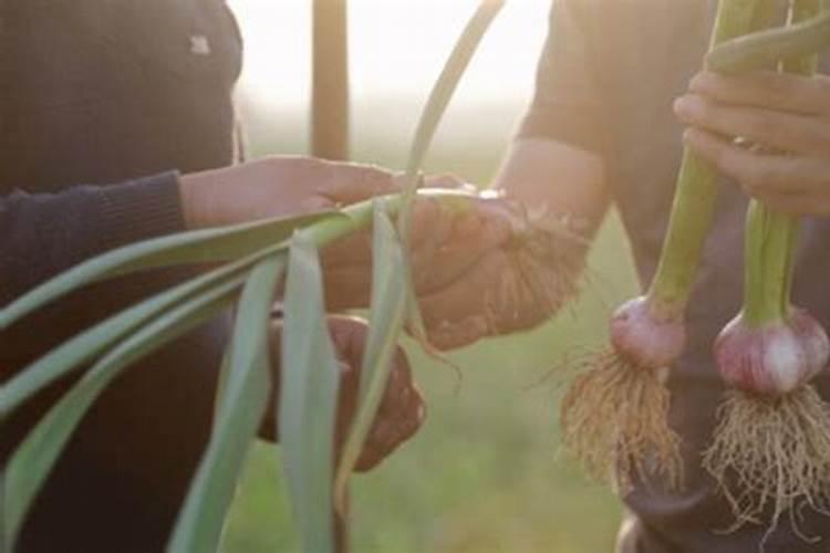 腐植酸钾能和柠檬酸一起复配混用于水产养殖解毒调水吗