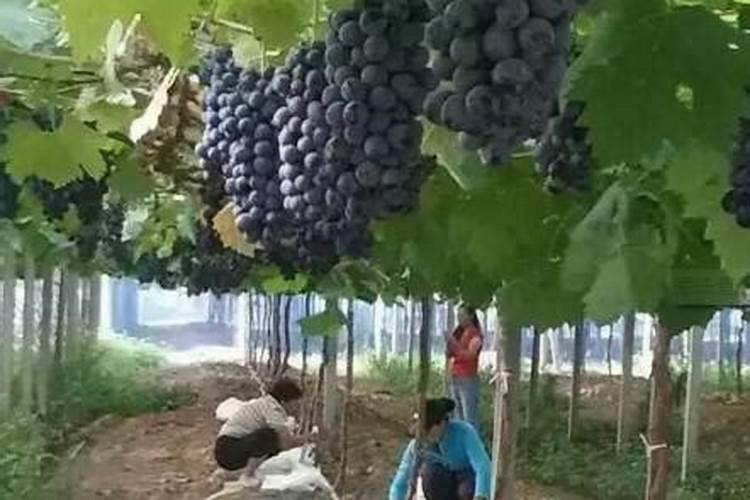 玉米喷施氨基酸水溶肥好能不能磷酸二氢钾尿素芸苔素、混打呢和百度...