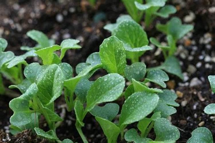 油菜底肥施用方法