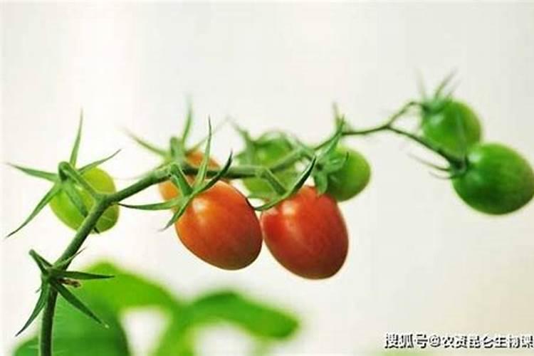 西红柿膨果期用哪种肥料效果好？什么肥可以果实膨大？