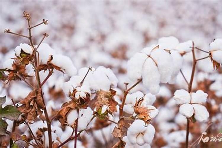 栽红薯用什么肥料好 怎么施肥产量高
