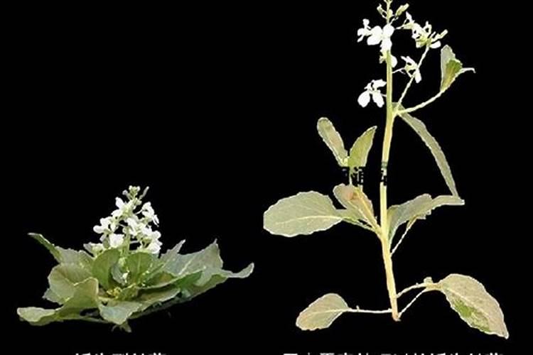 芸苔素, 赤霉素,磷酸二氢钾,能一起用吗