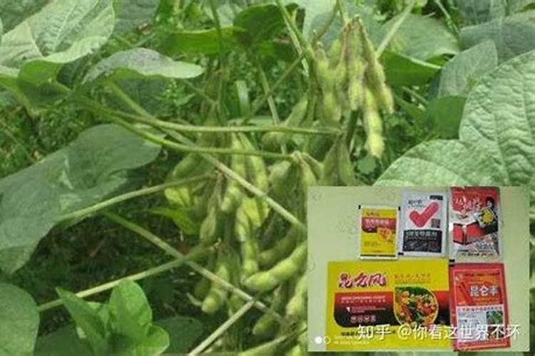 小麦硼肥的最佳使用时期