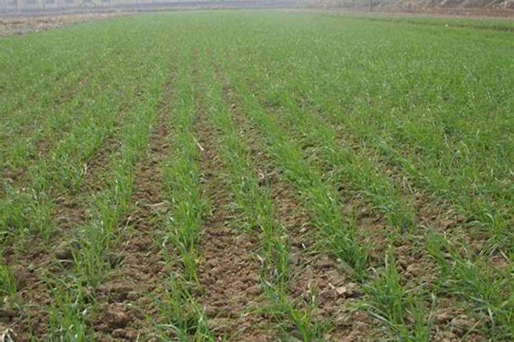 馒头可以做肥料吗