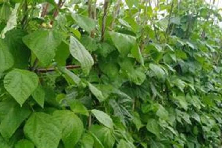 云豆生菜黄瓜韭菜苦菊南瓜 蔬菜施牛,马粪肥可以吗？