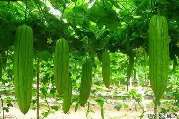 温室大棚种植苦瓜,瓜小就红需浇什么肥料