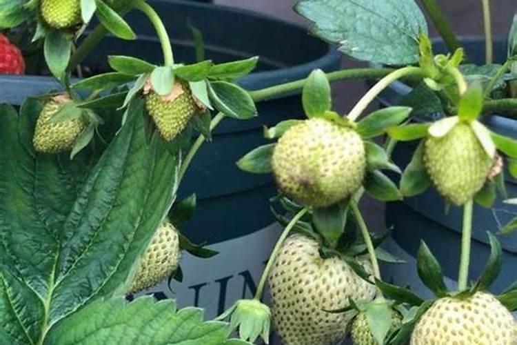 樱桃不爱结果,听说大连地区都用大樱桃花粉水座果药来授粉,哪有卖的...