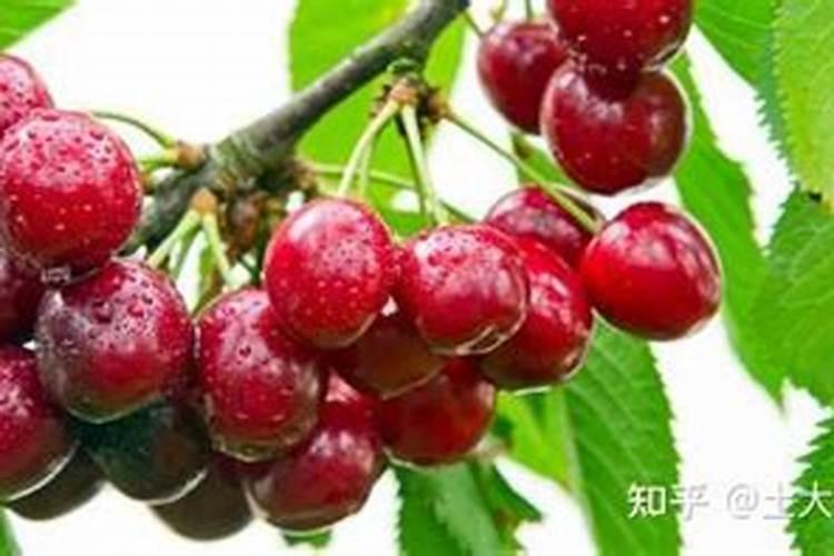 大樱桃花前和花后管理