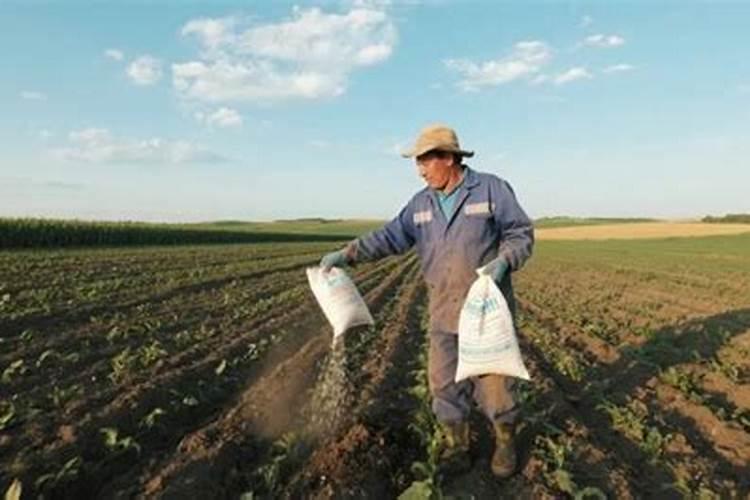 郁金香什么时候施肥 郁金香花后如何施肥