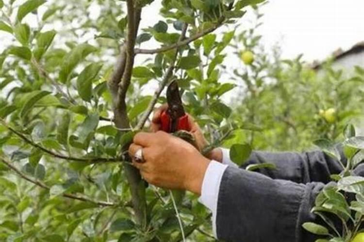 苹果几月份打硼好