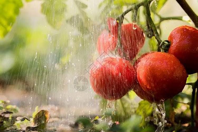 给米拉换盆儿,全用营养土,好吗？